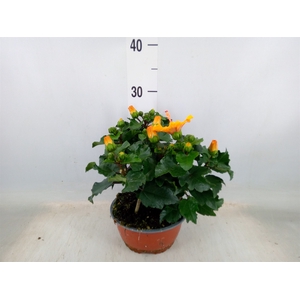 Hibiscus rosa-sin.   ...