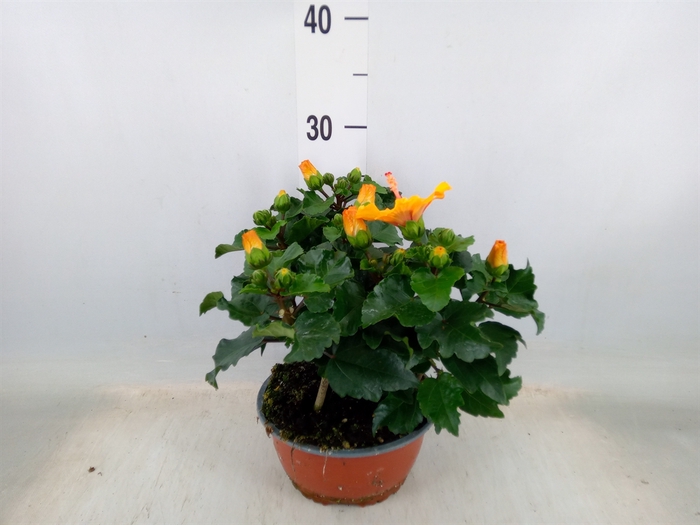 <h4>Hibiscus rosa-sin.   ...</h4>