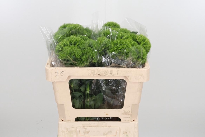 <h4>Di Barb Kiwi Mellow</h4>