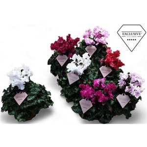 Cyclamen Exclusive® Merengue Mix