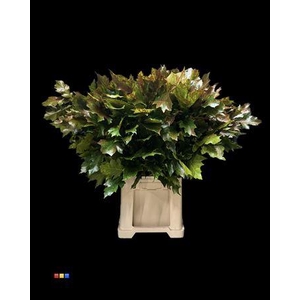 Quercus Klb Autumn Transparent 80cm GK