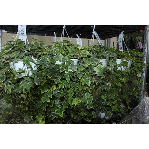 HEDERA VARIEGATA C21