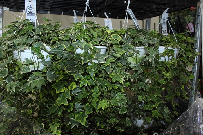 <h4>HEDERA VARIEGATA C21</h4>