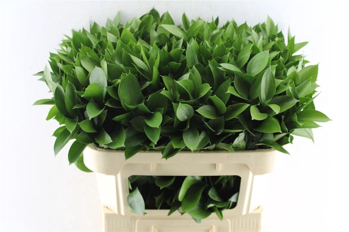 <h4>Ruscus Hypophyllum</h4>