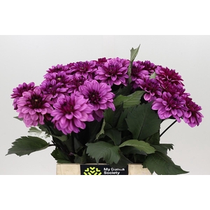 Dahlia Melissa Anne Marijke