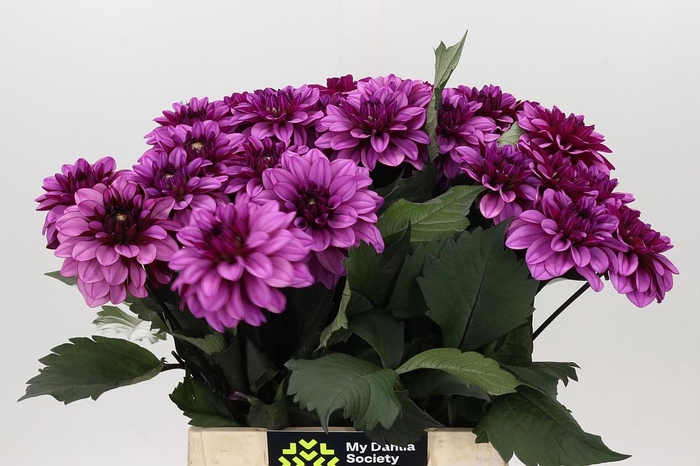 <h4>Dahlia Melissa Anne Marijke</h4>