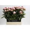 Paeonia Sarah Bernhardt