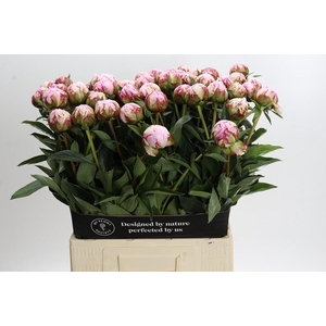 Paeonia Sarah Bernhardt