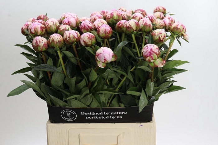 <h4>Paeonia Sarah Bernhardt</h4>