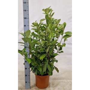 PRUN LA ROTUNDIFOLIA