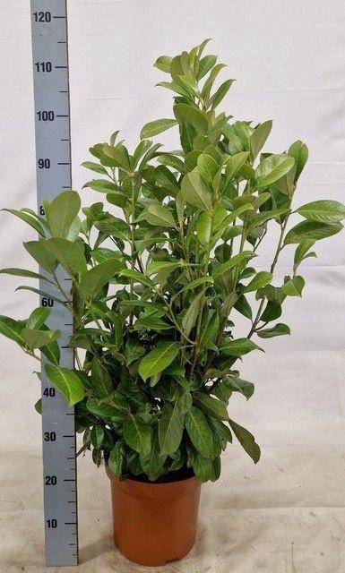 <h4>PRUN LA ROTUNDIFOLIA</h4>