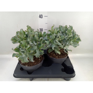 Crassula arborescens 'Curly'