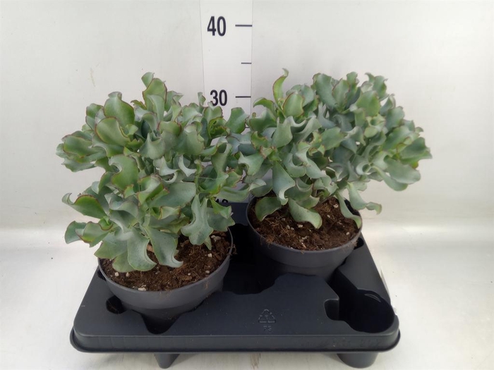 <h4>Crassula arborescens 'Curly'</h4>