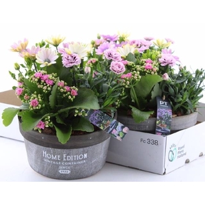 ARR TUINPLANTEN
