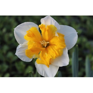 NARCISSUS INCOMPARABILIS