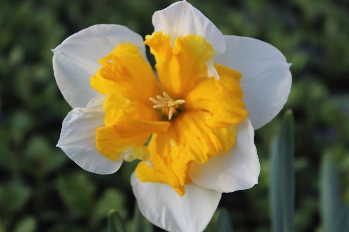 <h4>NARCISSUS INCOMPARABILIS</h4>