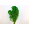 Dried Broom Bloom Green Bunch
