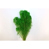 Dried Broom Bloom Green Bunch Poly