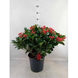 Skimmia jap. 'Veitchii'