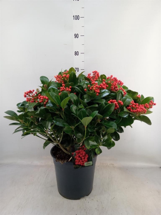 <h4>Skimmia jap. 'Veitchii'</h4>