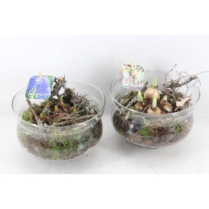 arr4 Bollenmix MB - Glas muse op stomp 338/5