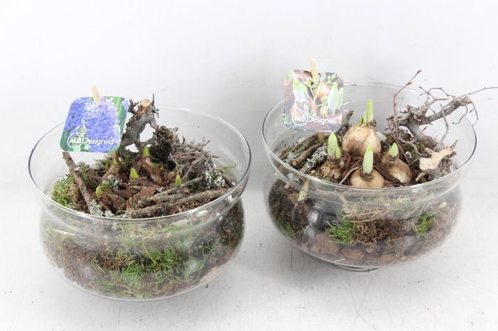 <h4>arr4 Bollenmix MB - Glas muse op stomp 338/5</h4>