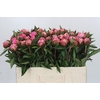 Paeonia Dr A Fleming