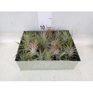 Tillandsia