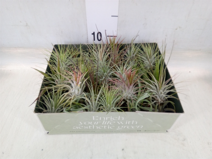 <h4>Tillandsia</h4>