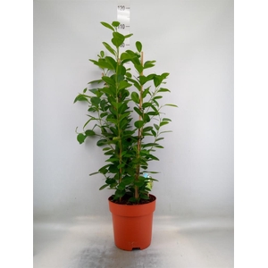 Ficus microcarpa 'Moclame'