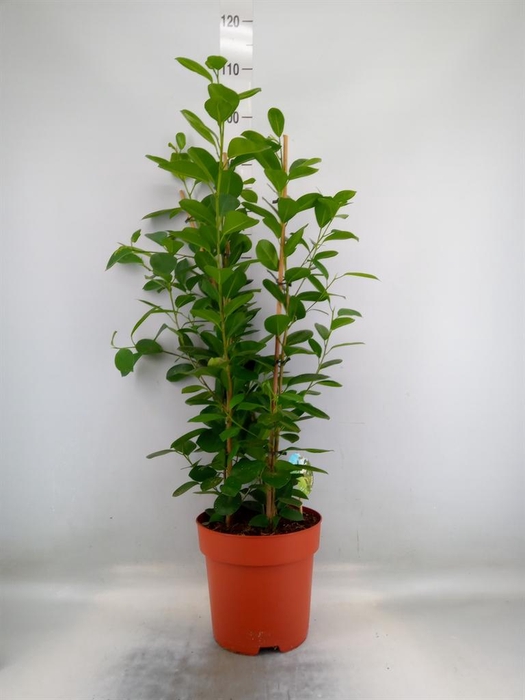 <h4>Ficus microcarpa 'Moclame'</h4>