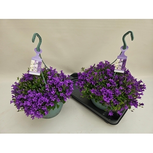 CAMP PORTENSCHLAGIAN