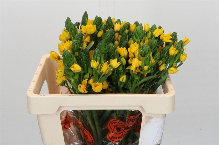 <h4>Ornithogalum Dubium Yellow Asa</h4>