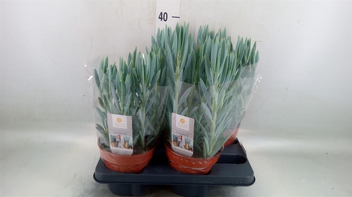 <h4>Curio ficoides 'Mount everest'</h4>