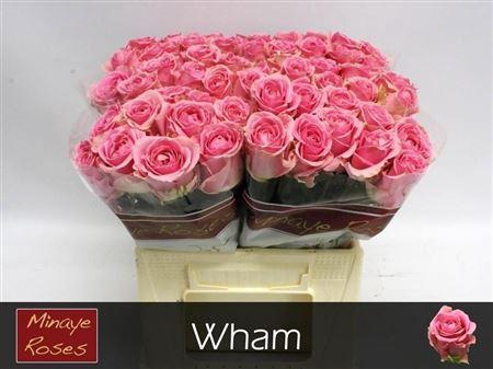 <h4>R Gr Wham</h4>