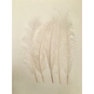 Feathers Ostrich 55cm 5pcs Bleached