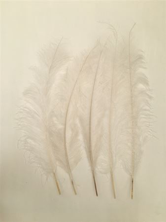 Feather Ostrich Feathers 5pcs Bleached