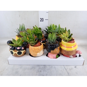 Succulents   ...