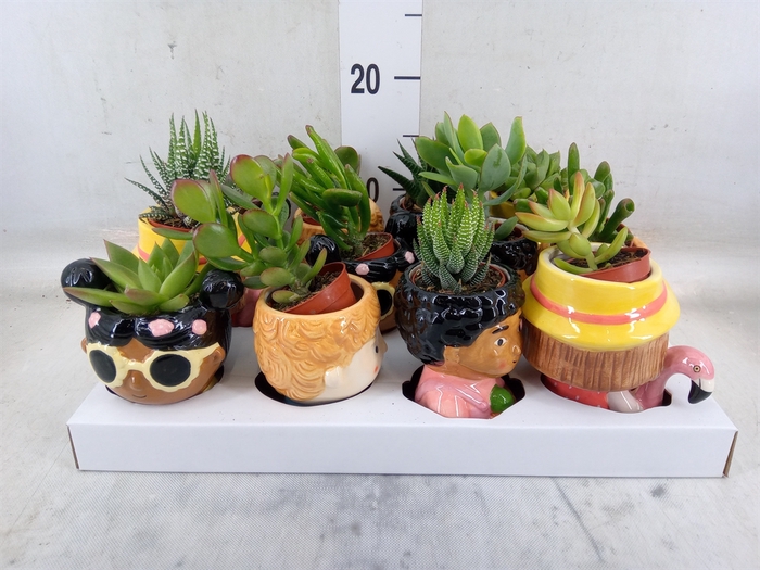 <h4>Succulents   ...</h4>