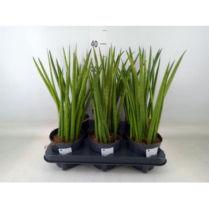 Sansevieria cyl.  ...