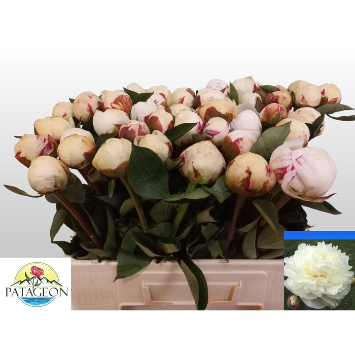 <h4>PAEO L MARY NICHOLLS</h4>