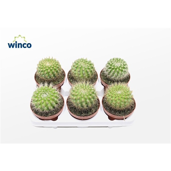 <h4>Parodia Penicillata</h4>