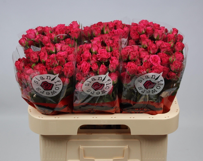 <h4>R TR SYLVANA</h4>