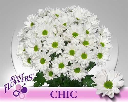<h4>Chr T Chic River</h4>