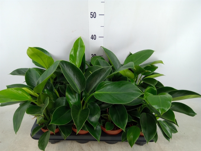 <h4>Philodendron  'Green Princess'</h4>