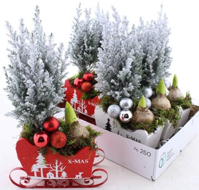 <h4>ARR TUINPLANTEN</h4>