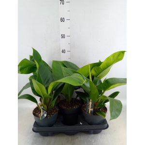 Philodendron  'Imperial Green'