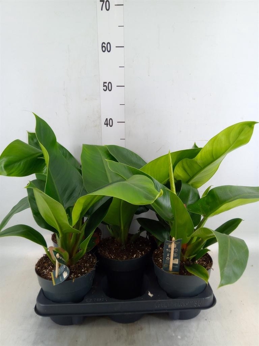 <h4>Philodendron  'Imperial Green'</h4>
