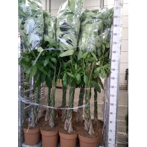 Pachira aquatica