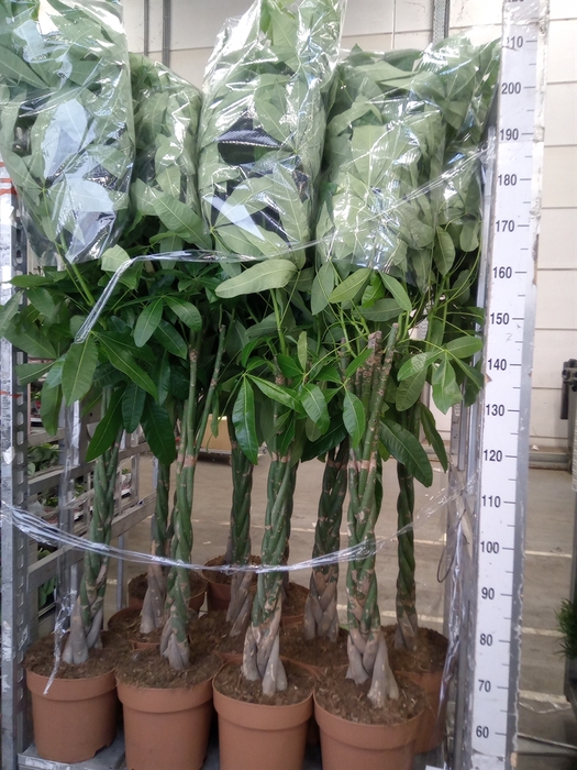 <h4>Pachira aquatica</h4>